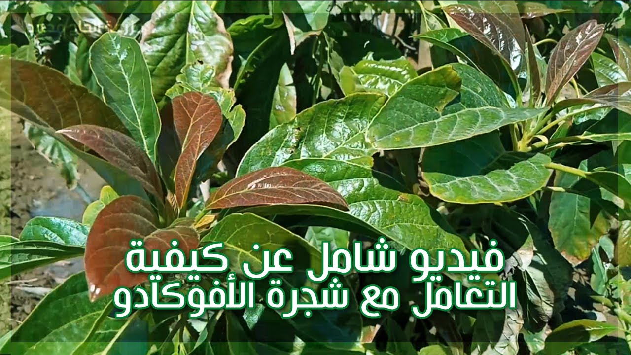اليك أهم المعاملات من ذهب يجب معرفتها لإنــجاح شجرة الأفوكادو بنفسك | لا تفوتك