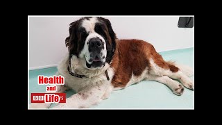 Dog's 'cancer' turns out to be four teddy bears
