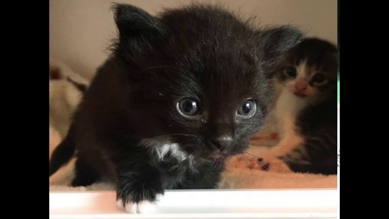 Kitten sisters saved from storm drain thriving in foster care - Kitten sisters saved from storm drain thriving in foster care