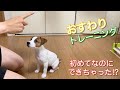 初めてなのにおすわりできちゃう子犬　ジャックラッセルテリア【なのは】お迎え11日目