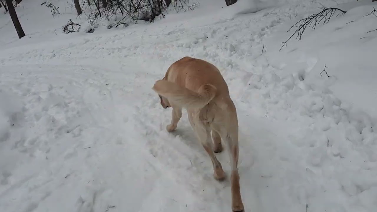 Taking a walk with my dog