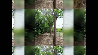 FOR SALE - NEXT TO CHENGLEPUT - 22 ACRES MANGO/COCONUT/TEAK FARM WITH BEAUTIFUL GUEST HOUSE.