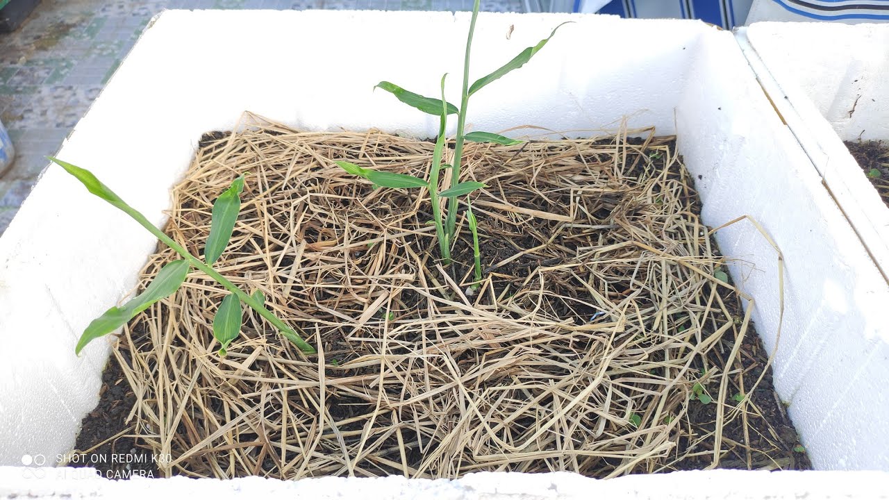 Chia sẻ cách trồng Gừng trong thùng xốp gừng ươm nhanh lên mầm  P1 | Khoa Hien 592