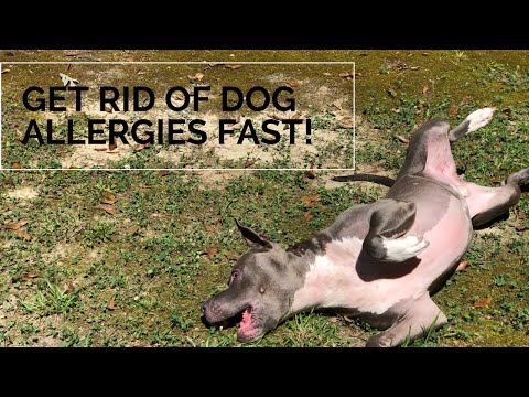 dog-skin-allergies??-quick-fix-!!-|-natural-timebomb