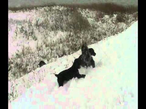 Bouncing Boykins - Puppies "mousing" in their first Heavy Snow in Montana