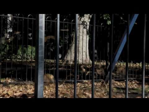 MONSTER - 1080p (48 Hour Film Project, London 2010)