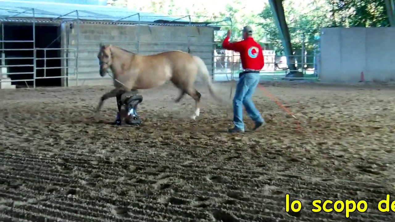 Lavoro del cavallo in libertà - Il boomerang
