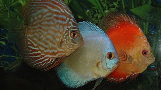 Аквариумная рыбка Дискус/ Discus Аквариумная рыбка Дискус/ Discus