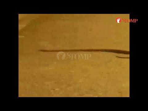Curious man 'grabs python by the tail' in Pasir Ris Farmway