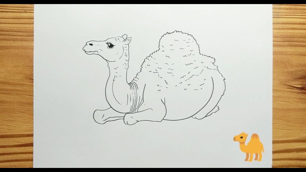 HOW TO DRAW SITTING CAMEL - YouTube