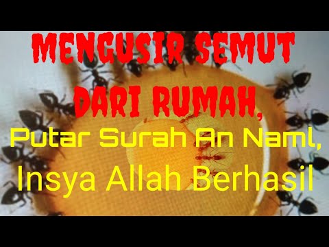 Mengusir Semut dari Rumah, Putar Surah An Naml, Insya Allah Berhasil