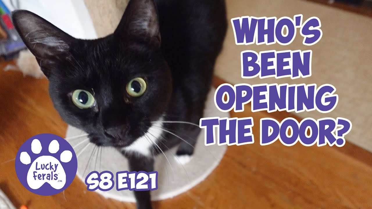 The Open Door Mystery, A Free Feeding Experiment - Lucky Ferals S8