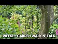 Weekly garden tour  turning hydrangeas into trees ranunculus blooming best perennial cut flowers