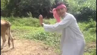 ubek Kurok daun cang cino