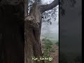 على الله ما على الغير اتكلنا كريم كل خلقه يطلبونه