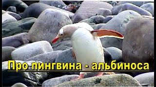 Грустная история пингвина альбиноса с острова Кувервилль