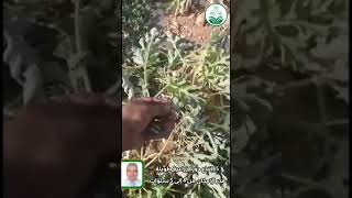 حسام اليوسف الذبول الفيوزارمي يقضي على نباتات  البطيخ الحبحب تماماً … شاهد تتعرف على طرق الوقاية منه