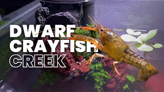 Dwarf Crayfish Creek Aquarium