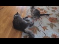 7 Month Old Kitten Terrorizing 8 Years Old Cat -)