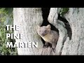 The Pine Marten