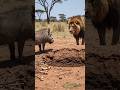 Warthog vs lion fifth round #funny #wildlife #animalcomedy