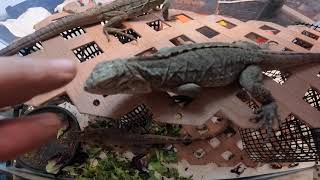 Iguana Sophies Girl Baby by Dave Durham 986 views 1 year ago 7 minutes, 36 seconds