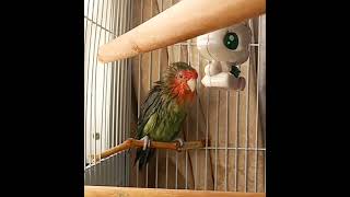 MY PET RITHU