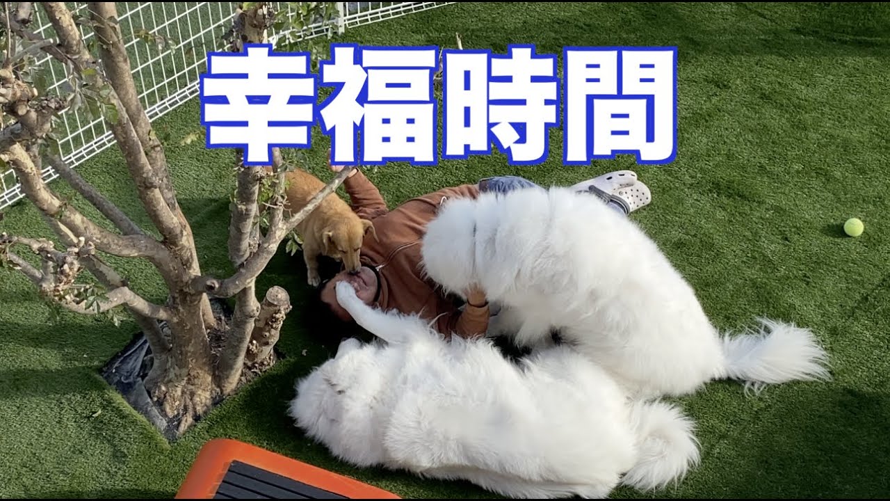 愛犬との幸福時間 MIX犬 グレートピレニーズ