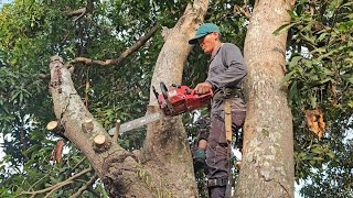 Cưa cây xoài siêu to , Gần chùa tam bửu .Cưa cây kỷ thuật cao