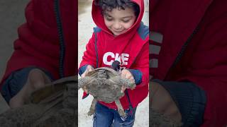 Tısbağa Elmarın Sisbağası