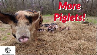 Farrowing Pigs On Pasture  BEST Results So Far