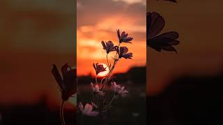 Flowers in the glow of the setting sun calm and beautiful🌅🌸#sunset #flowers #peaceful #nature #relax