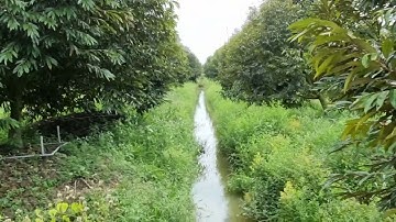 T613💕Bán 5 hecta vườn sầu riêng tơ hơn 4 năm tuổi ở xã mỹ tân cái bè tiền giang