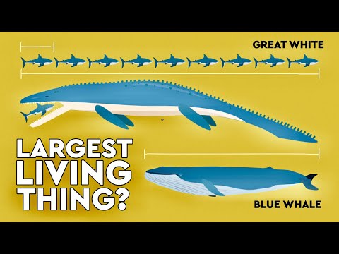 Video: Living Creatures With A Total Weight Of About 20 Billion Tons Live In The Bowels Of The Earth - - Alternative View