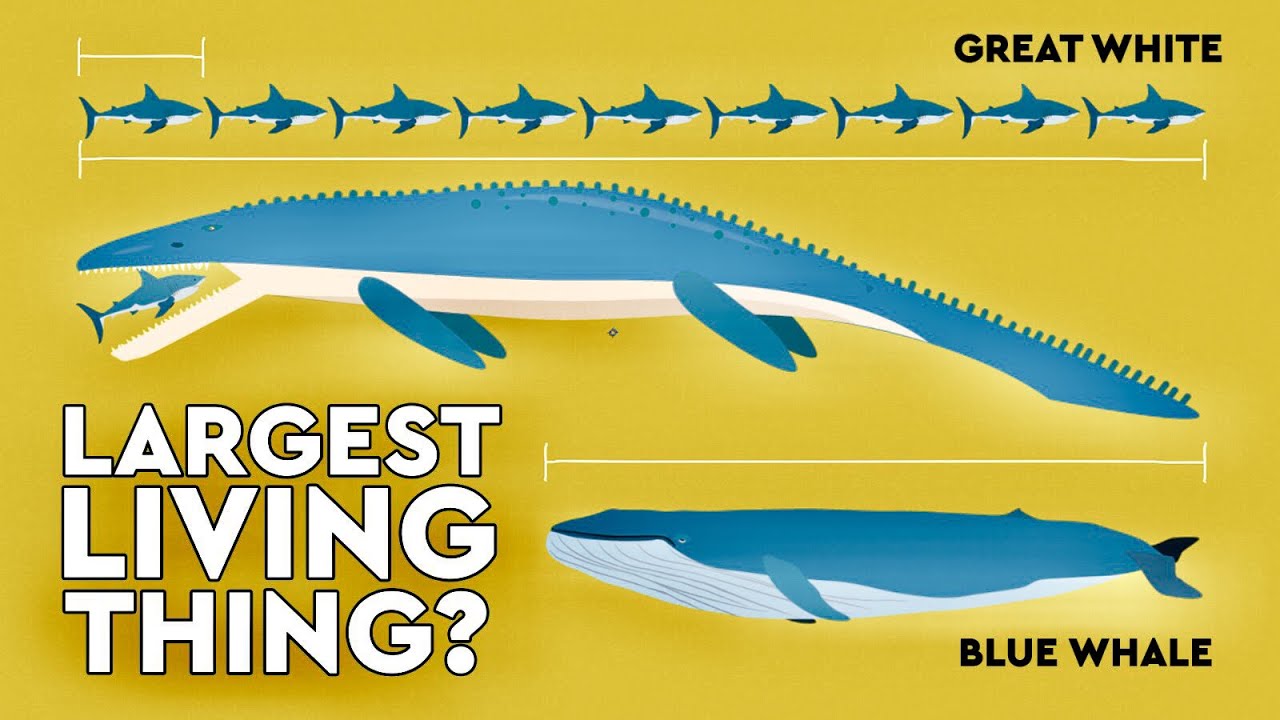 Are Blue Whales Larger Than Dinosaurs?