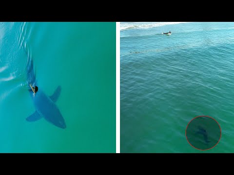 Surfers Exit Water After I Warn Them White Shark Approaches