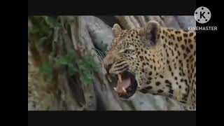 Zebra Vs Leopard With Sfx From Spirit Stallion Of The Cimarron