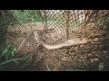 Common Rat Snake Entangled in Ghost Net! | Rescue | Gharapatan | Pokhara | Rohit Giri |