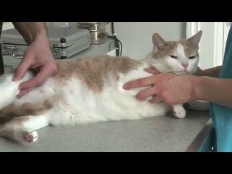 Vidéo: La luxation de la rotule chez le chat est-elle douloureuse ?