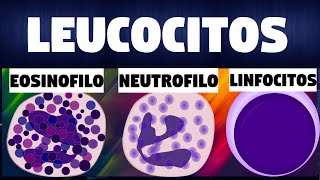 TODO SOBRE los GLOBULOS BLANCOS/LEUCOCITOS  Inmunologia