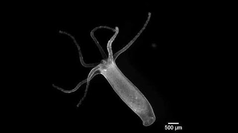 Hydra ectoderm muscle activity during contraction in control media.