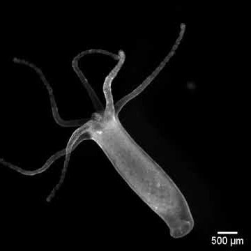 Hydra ectoderm muscle activity during contraction in control media.