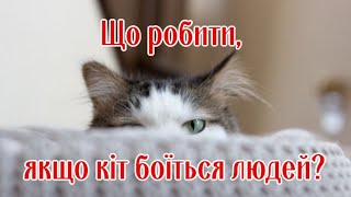 Что Делать, Если Кот Боится Людей?