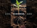 ELI5 How Do Seeds Grow? #ELI5# #natureexplained