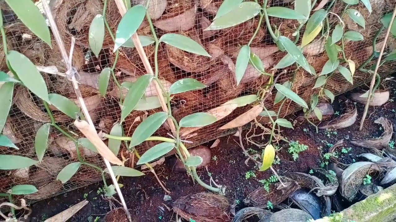 BELAJAR MENANAM VANILI 