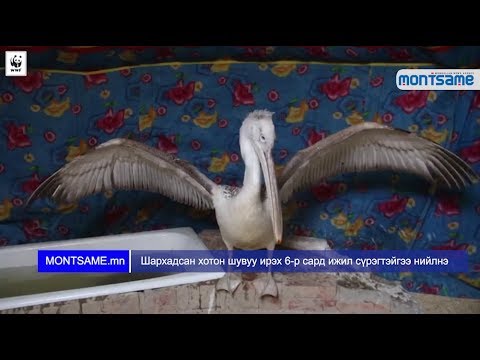 Видео: Макаун шувуу дахь өвчин эмгэг