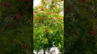 #lovemusic #raduzhny