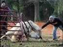 by Karla really sad horse slaughter nd abuse