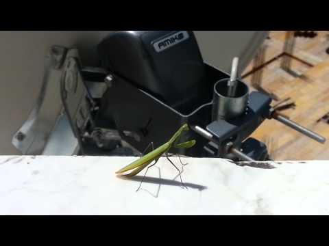 Mantis Religiosa dance on deep music