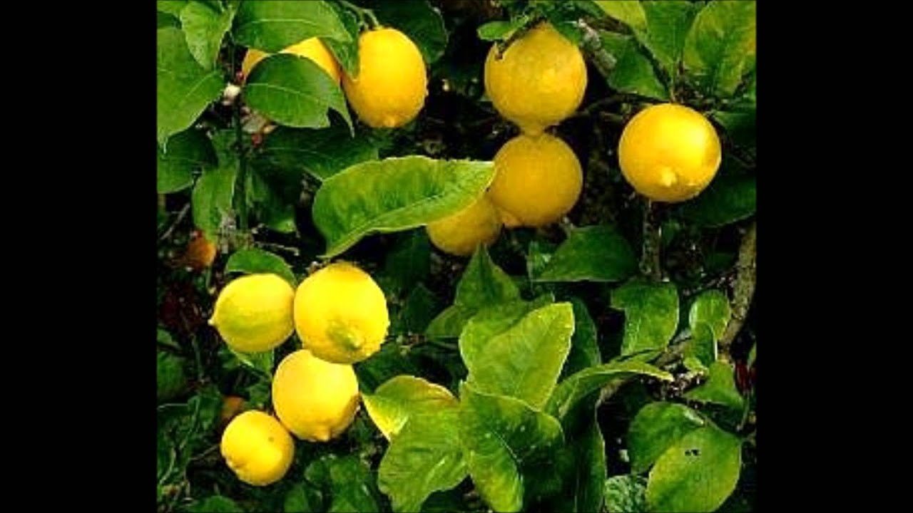 THE HEALING TREE - YouTube